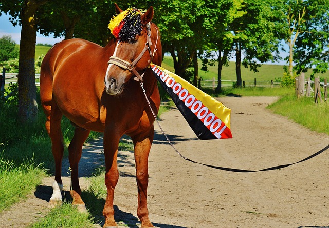 施和球员的 施和球员的